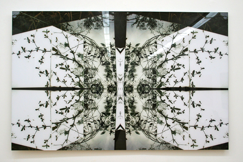 Madora Frey, "Untitled #60 (small leaves)," 2012, archival print face-mounted on plexi
