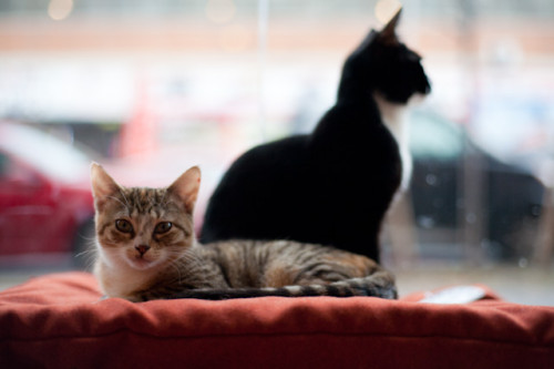 Adoptable munchkins at Pet Superrete (all photos by Katarina Hybenova for Bushwick Daily)