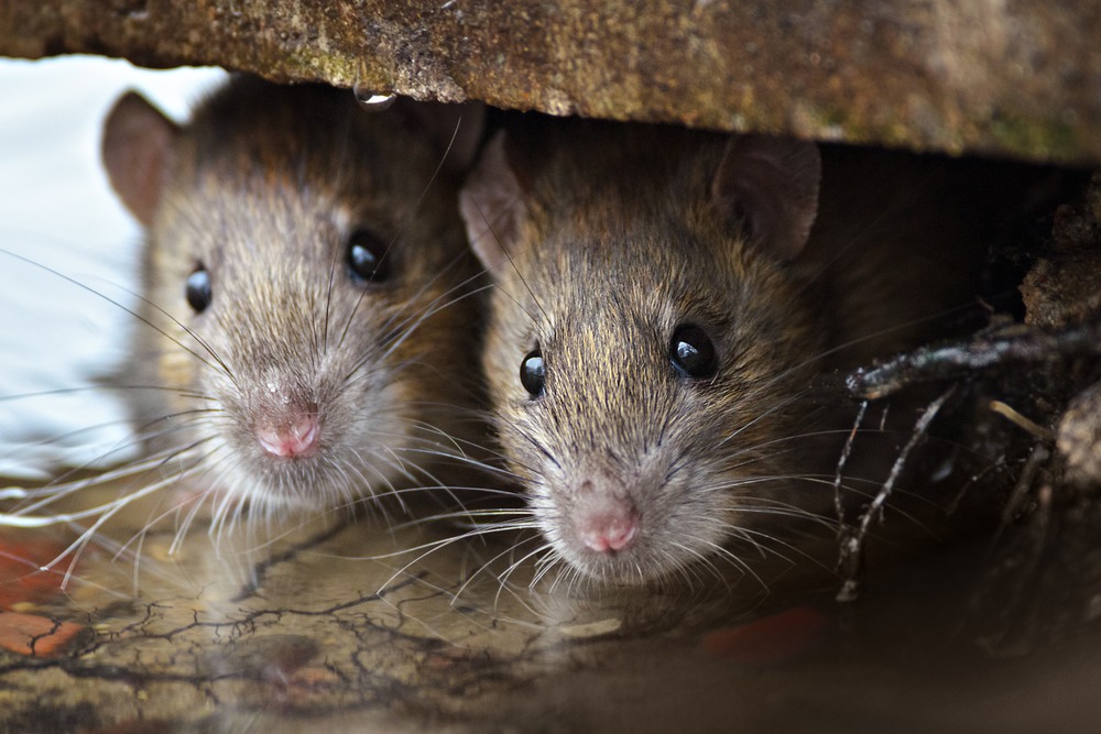 Rats: How to Get Rid of Bushwick’s Greatest Nemesis