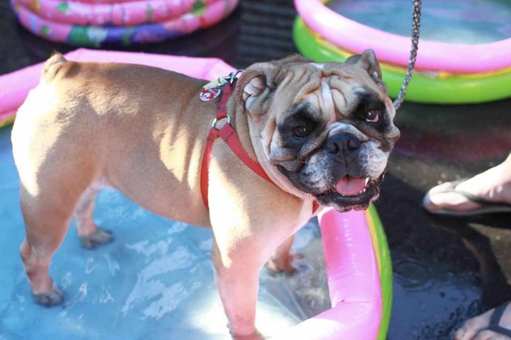 Bushwick Bark’s Fifth Annual Fundraiser Returns with a Doggy Pool Party