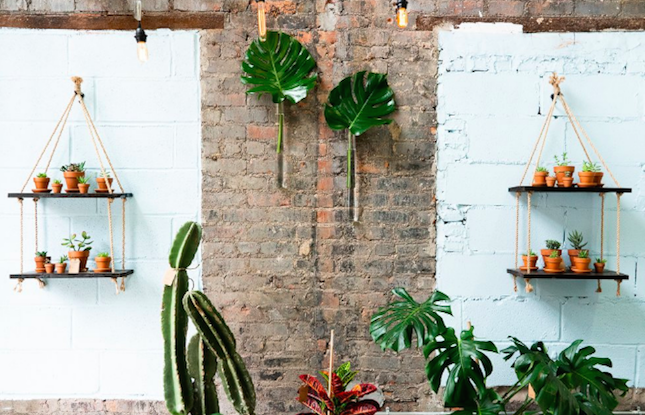 Calling All Plant Lovers! Water & Light Plant Shop Opens in Ridgewood