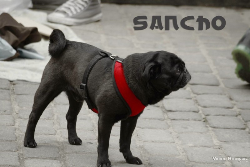 Silky’s Sancho, the Pug Hit By Car and Needs Your Support