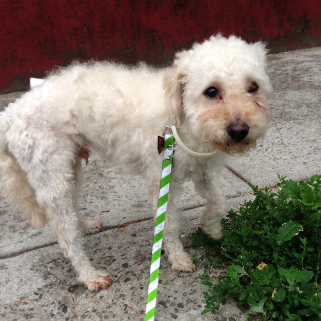 A Cute Doggie Found at Bushwick/Ridgewood Border. Is It Yours? [Update: Doggie’s Owners Found!]