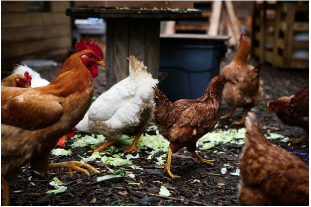 Do Good While Having Fun! Bushwick City Farm To Host Chicken Shit Bingo