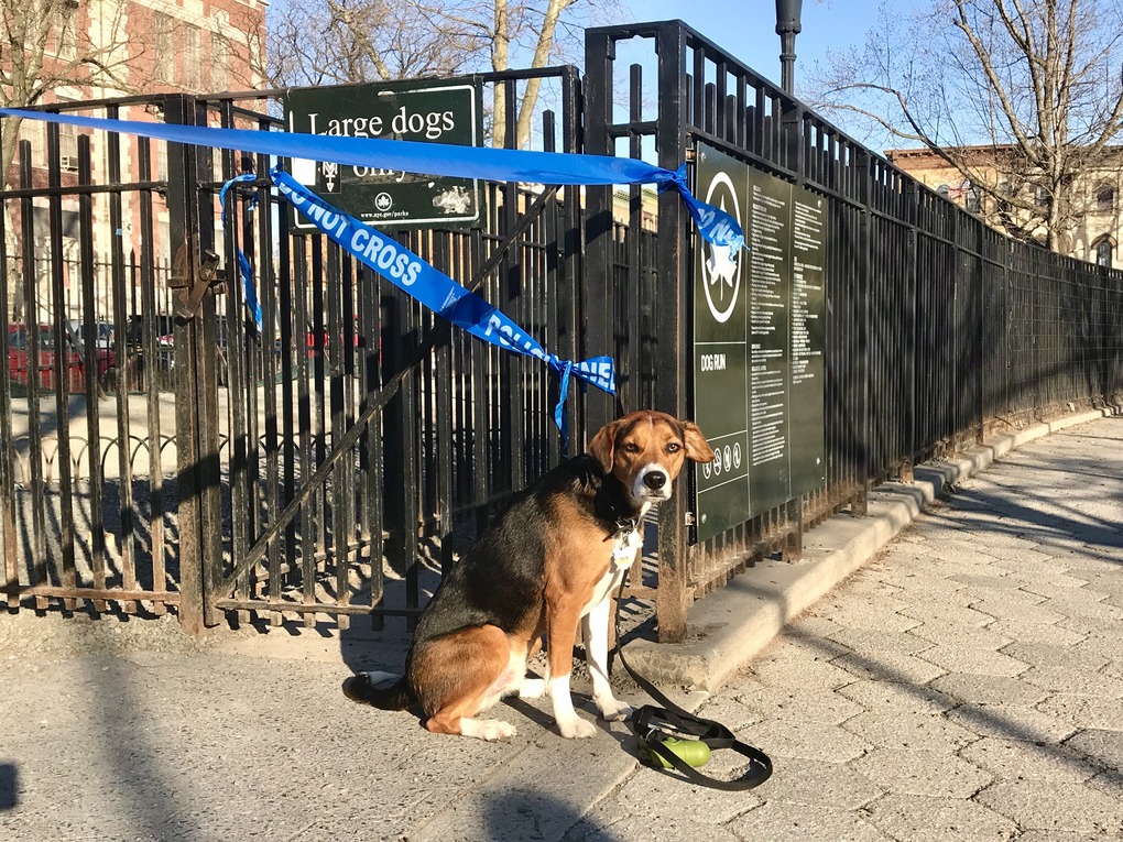 Parks and Playgrounds Are Open, But Dog Runs Aren’t?  Bushwick Dog Owners Aren’t Happy