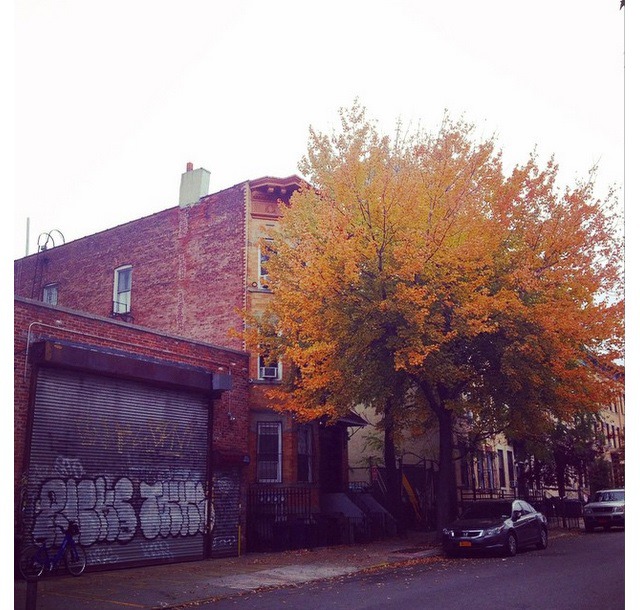 #BushwickDaily Insta-Takeover: How Pretty Is Bushwick’s Fall Foliage? Super Pretty.