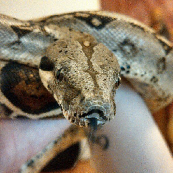 “Generally Lazy But Inquisitive:” Bushwick Resident Shows Off Her Pet Snake, Brutus