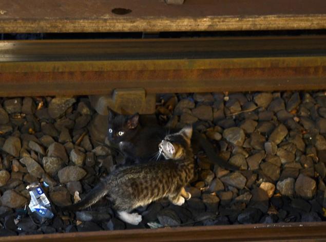The Pair of Infamous Subway Kittens Now Lives in Bushwick