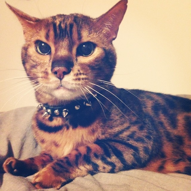 Pet of the Week: Bushwick’s Very Own Prince is a Liger