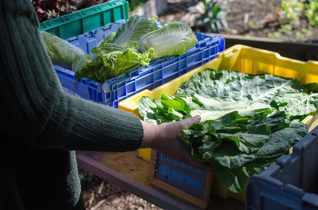 Eat Healthy and Local With East Williamsburg CSA
