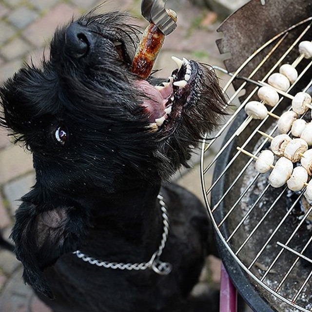 Join Bushwick Bark at a Animal Welfare BBQ and Drinks for a Good Cause This Sunday