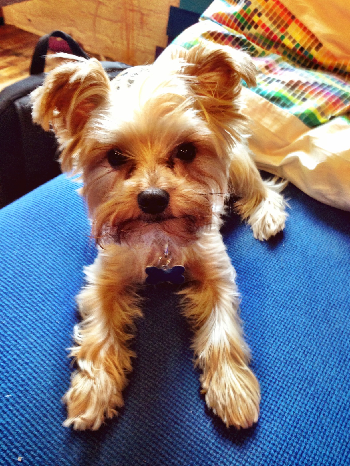 Bushwick Pet of the Week: Milo, the Sour-Patch Dog