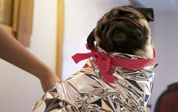 Meet Mochi, the Bushwick Pug, of Instagram Fame