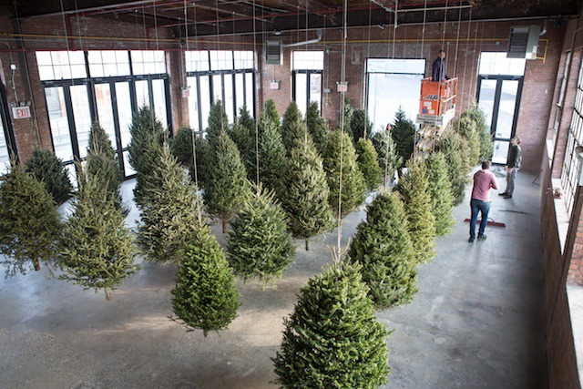 Where Christmas Trees Go to Live: Check Out This Amazing Installation at Knockdown Center