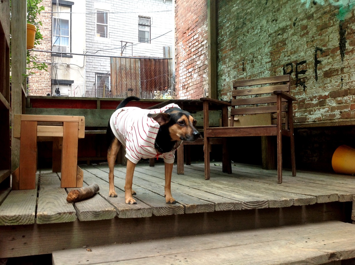 Corey, the Bed-Stuy Pooch Found a Home!
