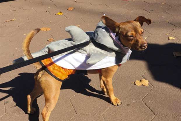 Costumed Pups Will Return to Irving Square Park for the Third Annual Howl-A-Ween