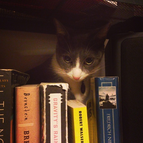 Bushwick Pet of The Week: Cat Basketball Likes to Read Too