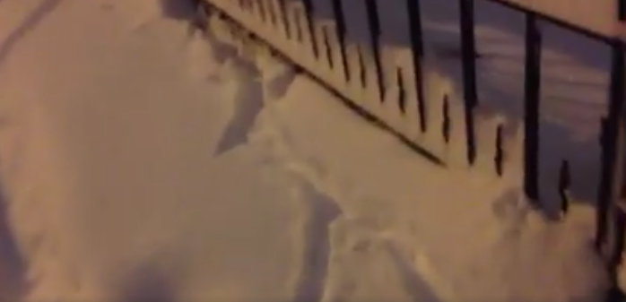 Watch These Bushwick Rats Frolic in the Fresh Snow [Video]