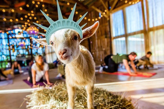 Goat Yoga Is Illegal and Isn’t Coming to Bushwick Anymore