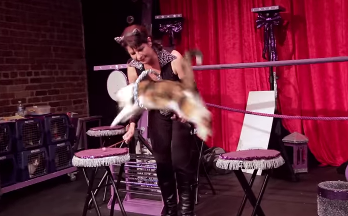 The Cutest Thing Ever: Cat Circus is Performing in Bushwick Thursday Through Sunday