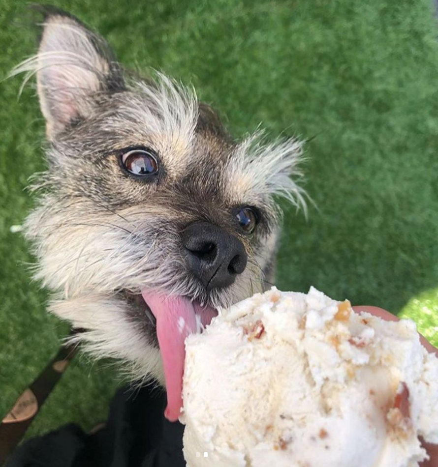 A New Doggy Daycare Comes to Bushwick with Puppy Ice Cream Parties