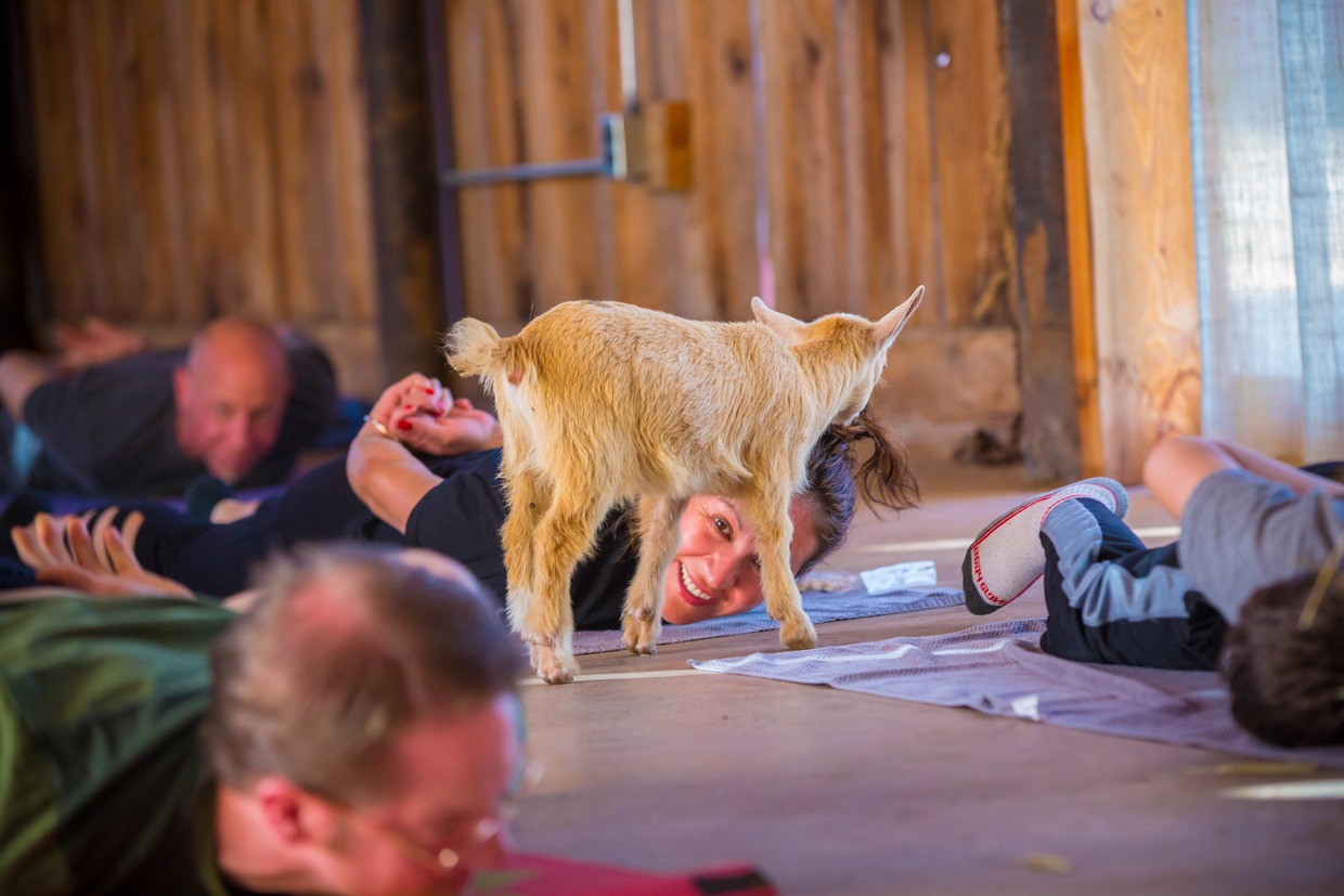Bushwick Daily Isn’t Invited to Goat Yoga, but You Still Are