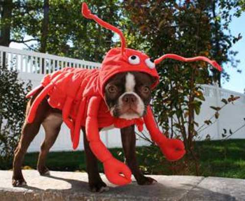 Dr. Lisa: Can My Dog Get “Crabs” From Me?…And Another Mofo Cheater!